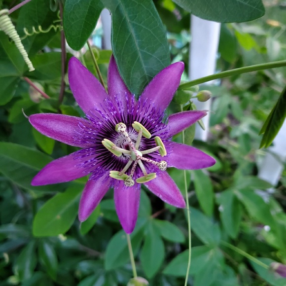 Meet your Posher, Rebecca - Picture 1 of 1